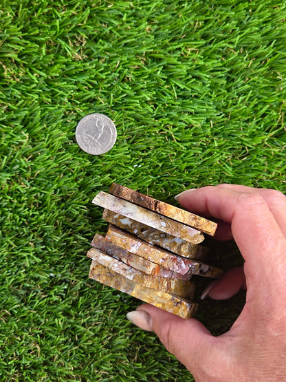 Petrified Palm Root Slabs 0781-787