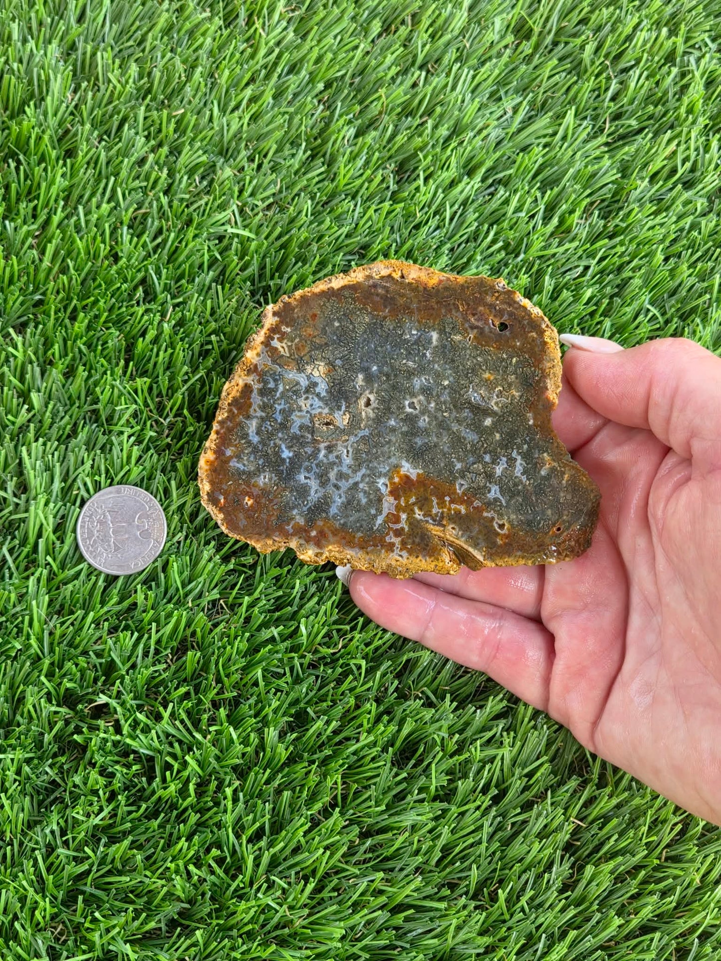 Utah Petrified Wood Slabs J485-488