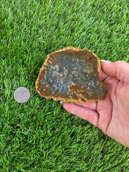 Utah Petrified Wood Slabs J485-488