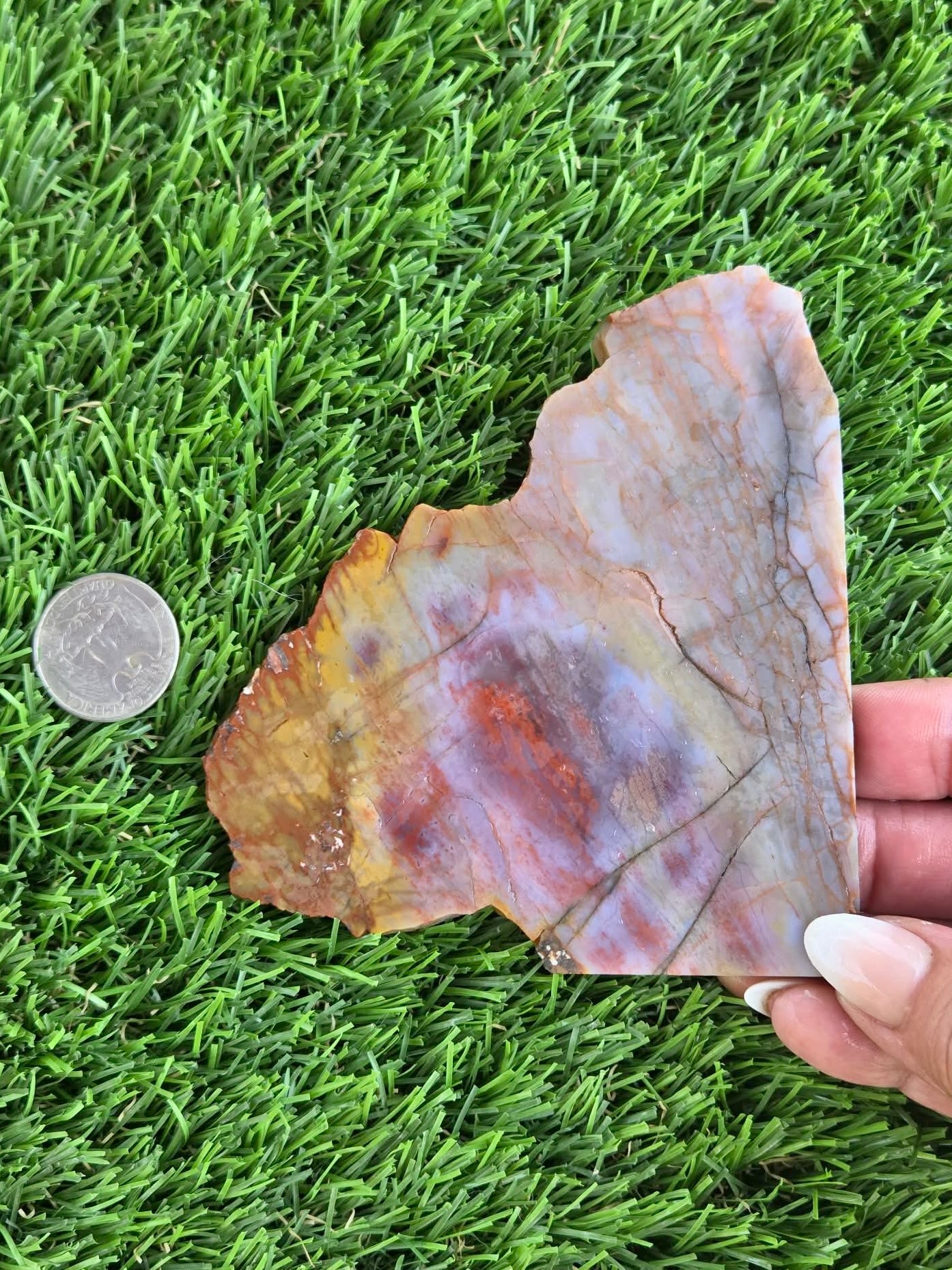 Arizona Rainbow Petrified Wood Slab J463-469