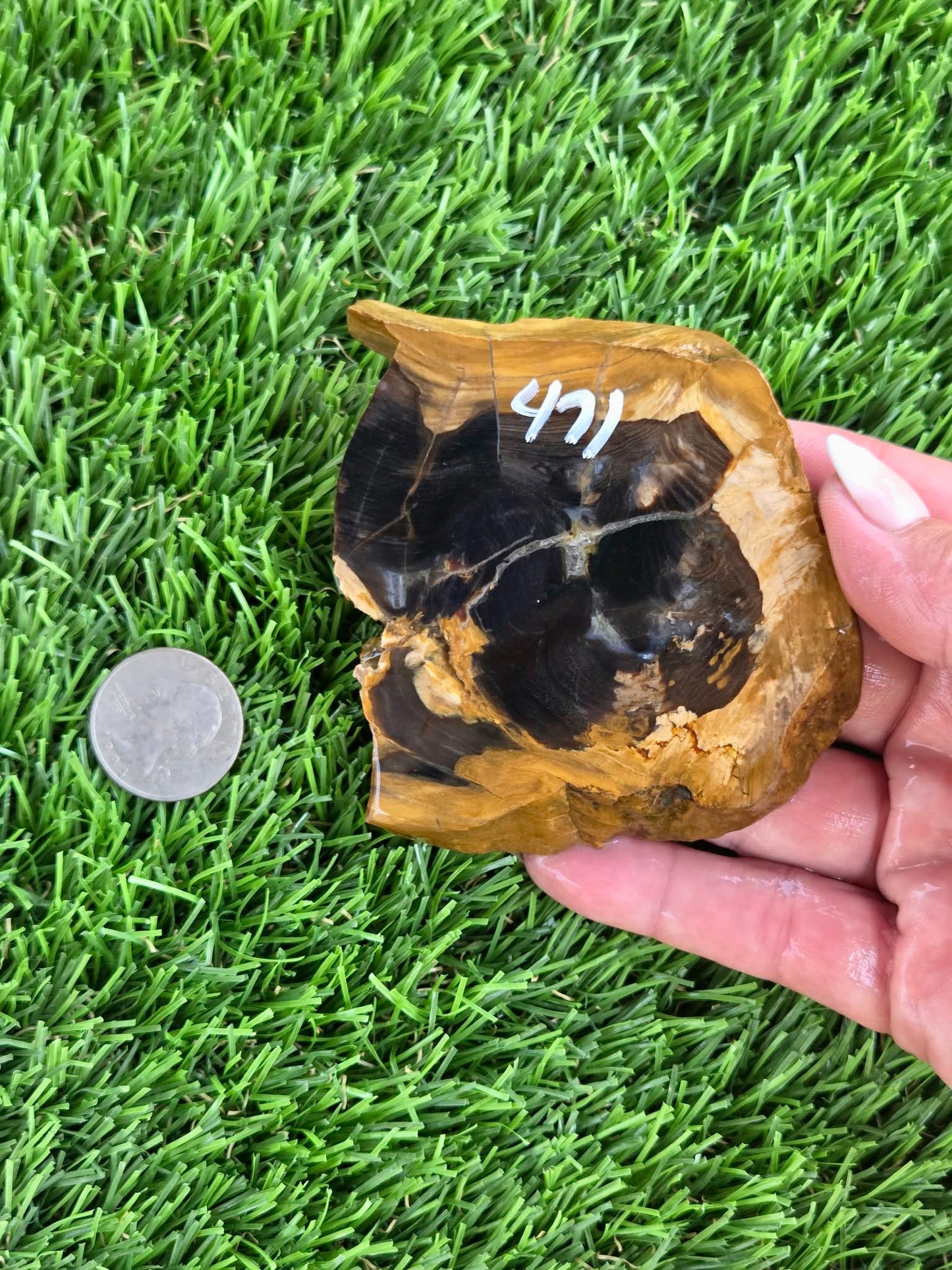 Utah Petrified Wood Slabs J470-473