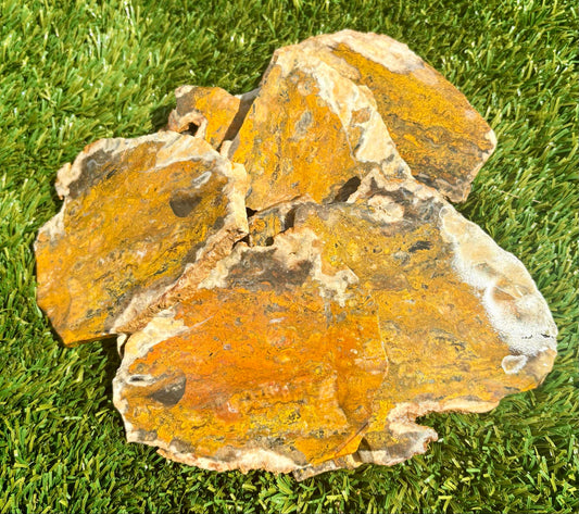Bumblebee Jasper