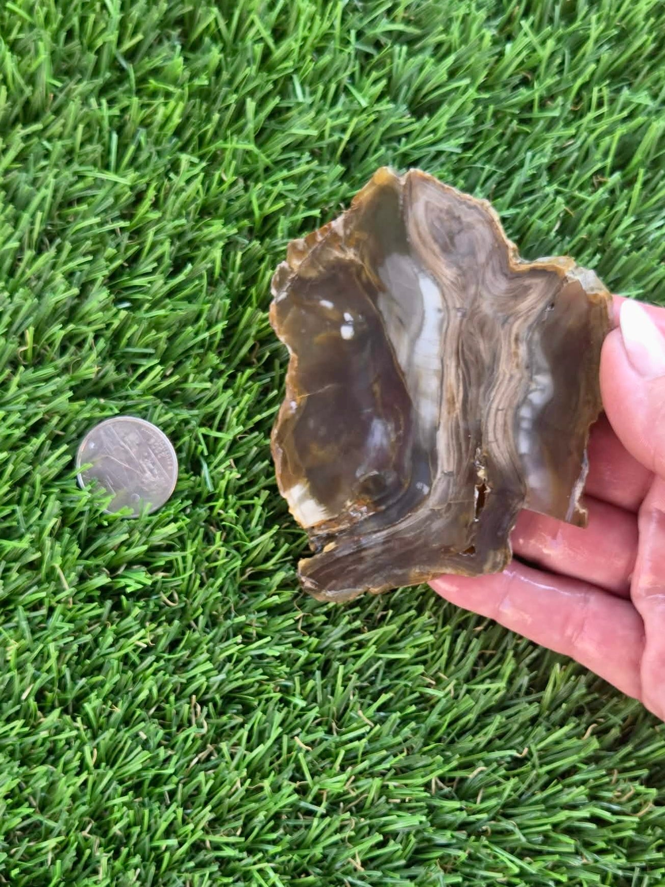 Agatized Petrified Wood Slab I431-435