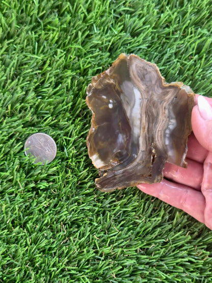 Agatized Petrified Wood Slab I431-435
