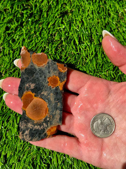 Agatized Fossil Coral Slabs Q824–830