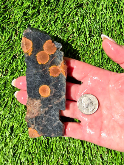 Agatized Fossil Coral Slabs Q824–830