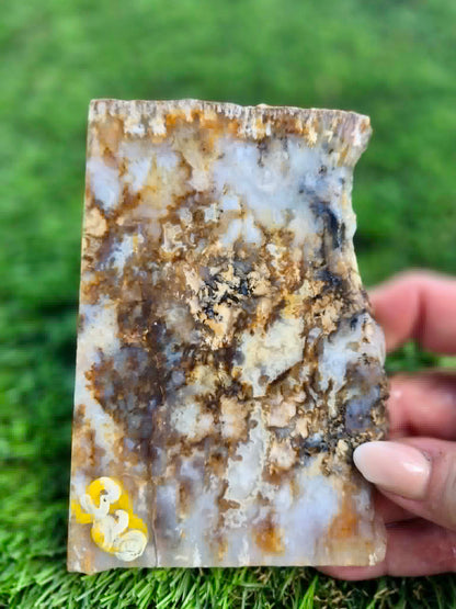 Graveyard Point Plume Agate Slabs G317-322
