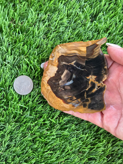 Utah Petrified Wood Slabs J470-473