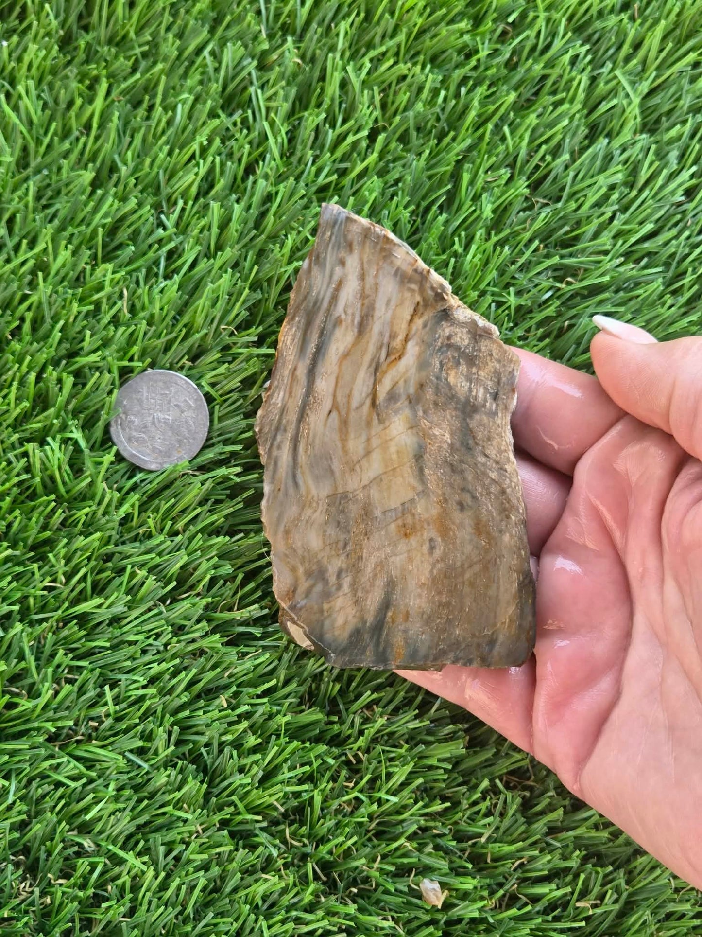 Agatized Petrified Wood Slab I453-458