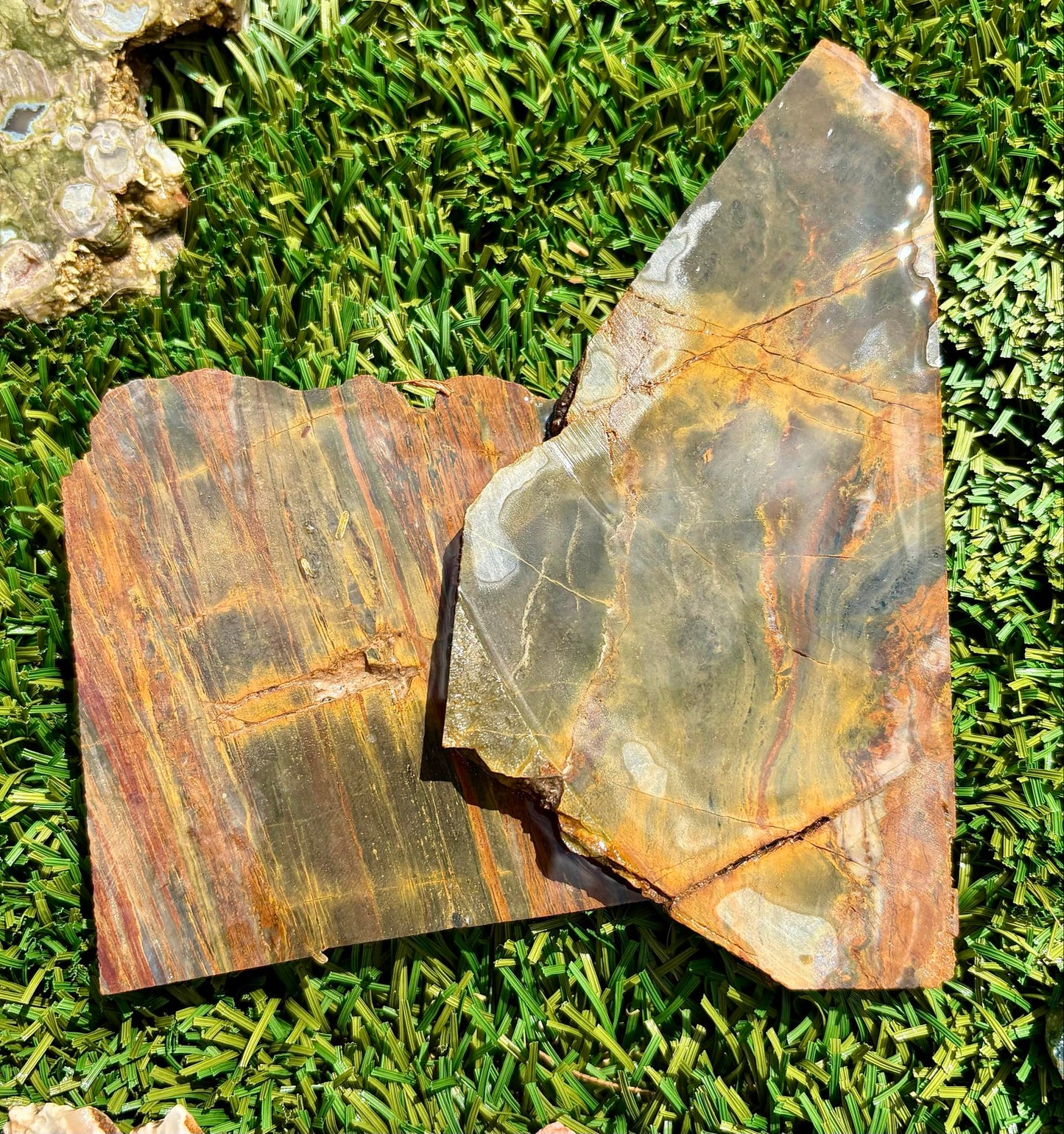 Arizona Rainbow Petrified Wood