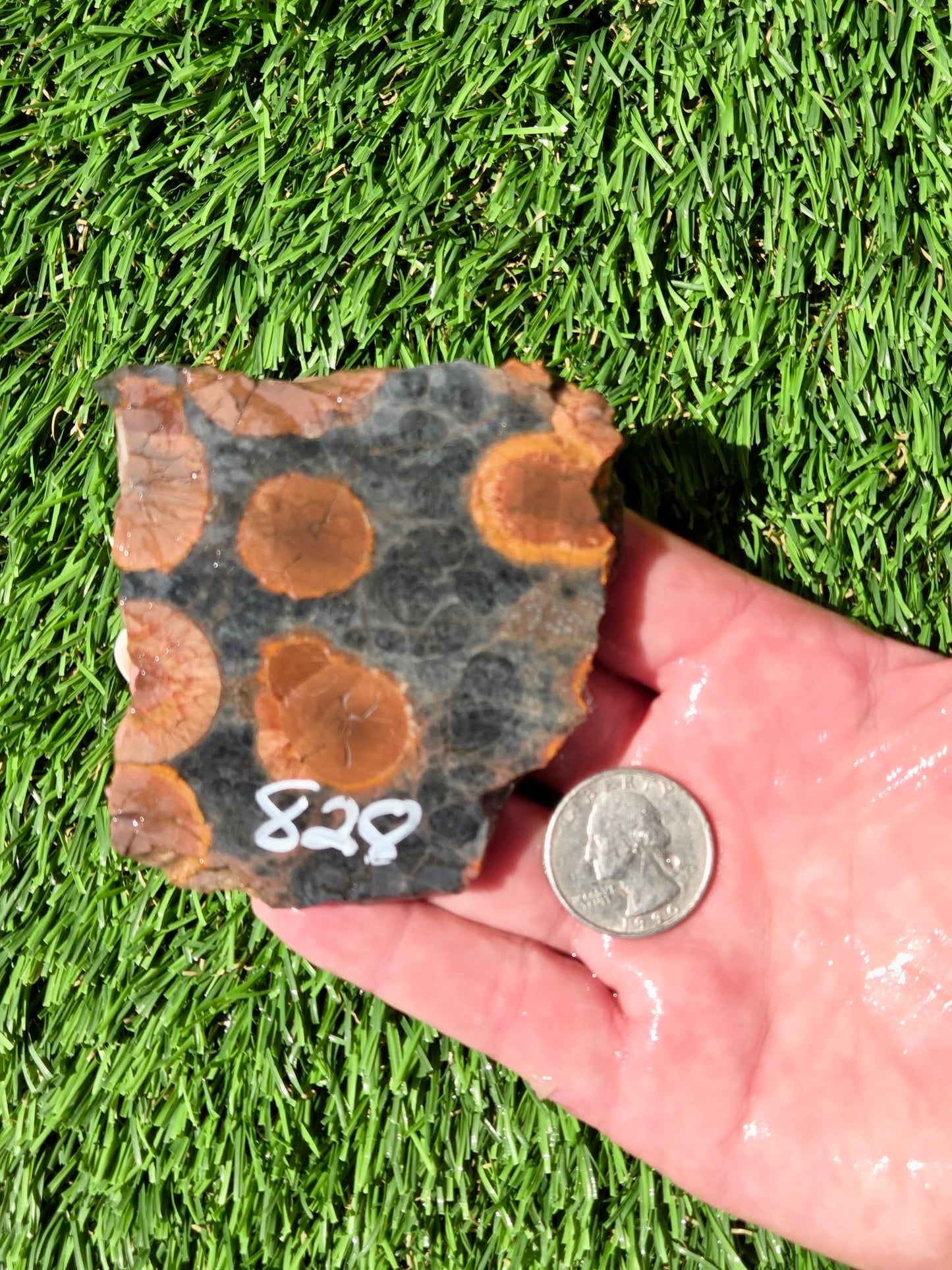 Agatized Fossil Coral Slabs Q824–830