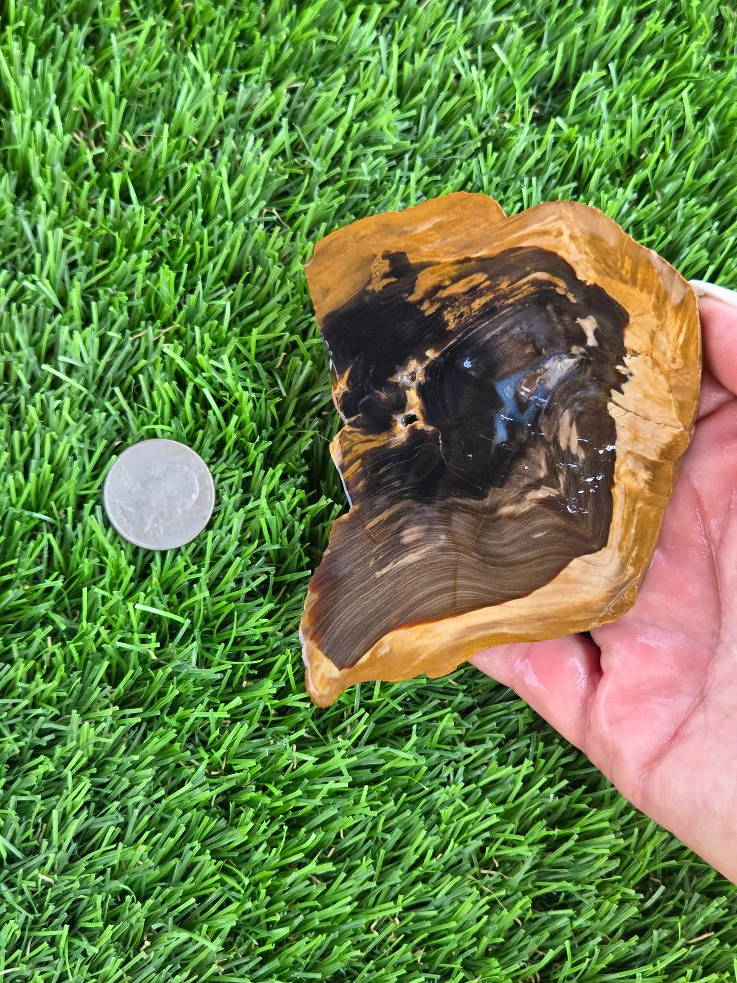 Utah Petrified Wood Slabs J470-473