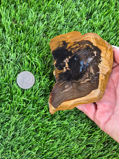 Utah Petrified Wood Slabs J470-473