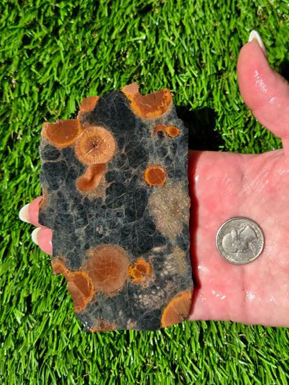 Agatized Fossil Coral Slabs Q824–830