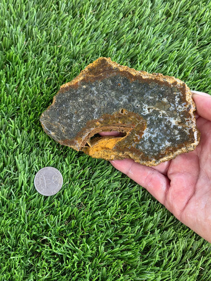 Utah Petrified Wood Slabs J485-488