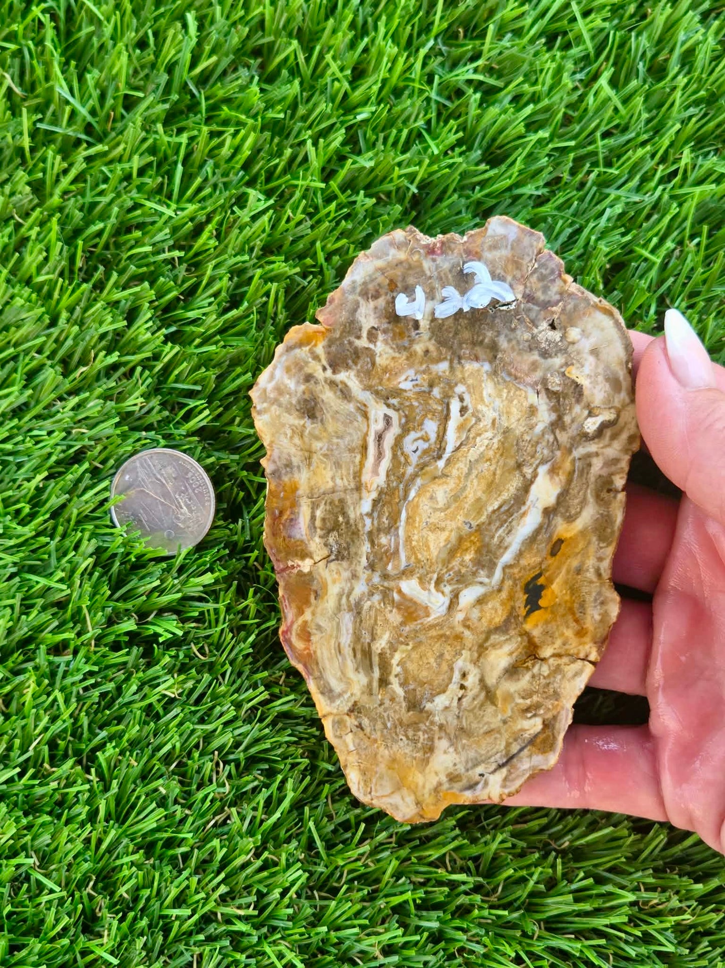 Brown Agatized Petrified Wood Slabs I420-427