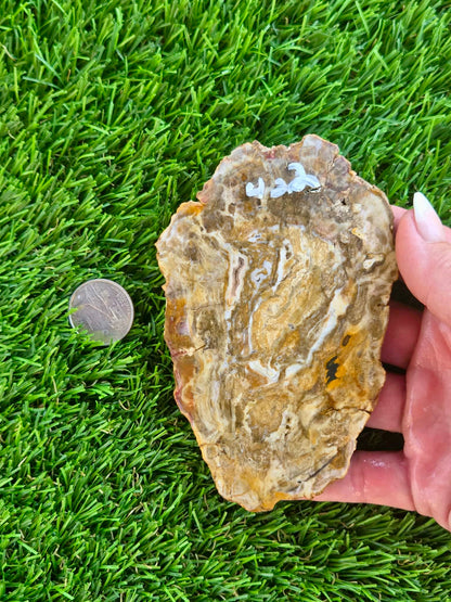 Brown Agatized Petrified Wood Slabs I420-427