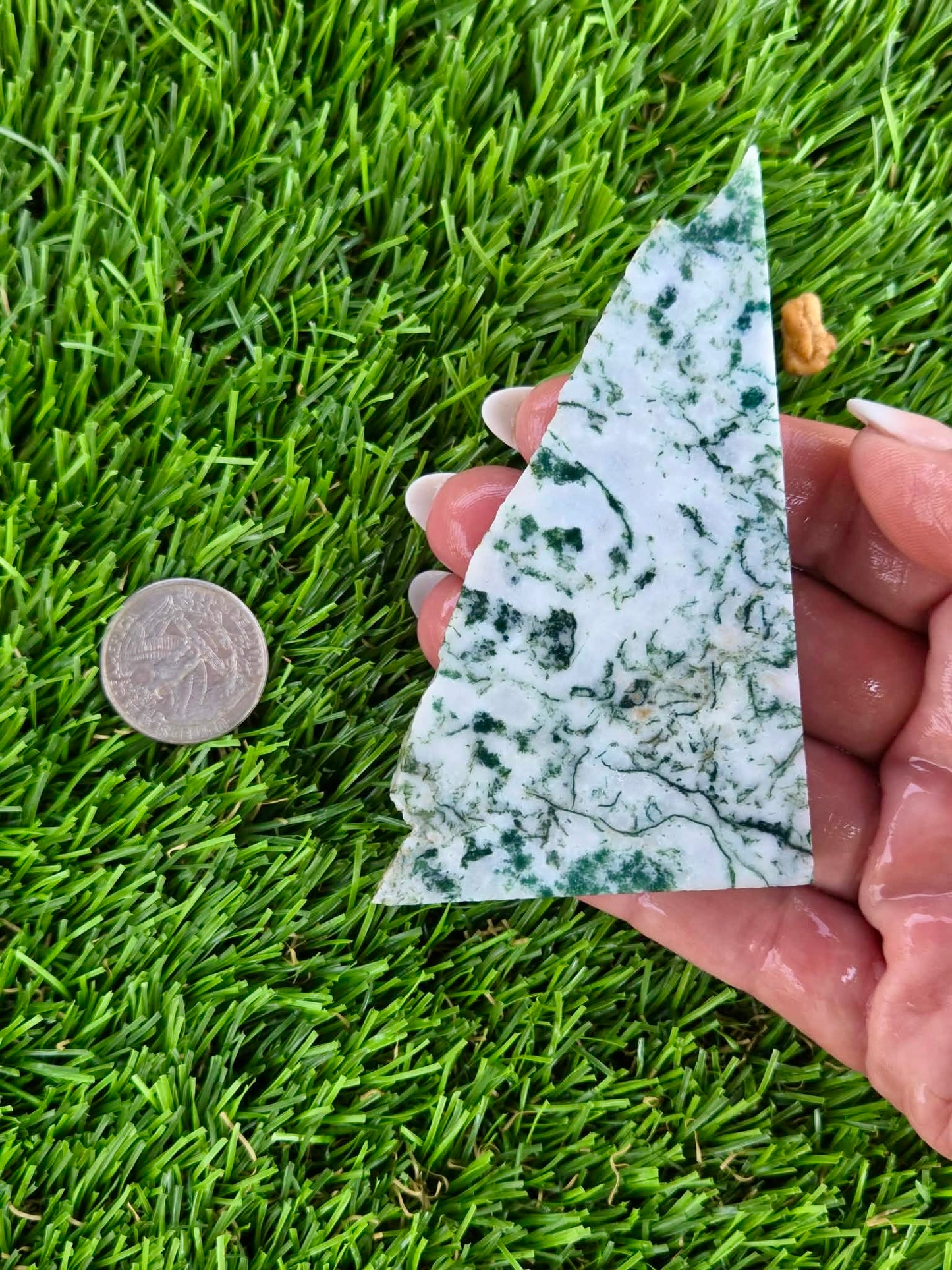 Tree Agate Slabs K523-529