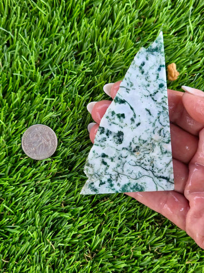 Tree Agate Slabs K523-529