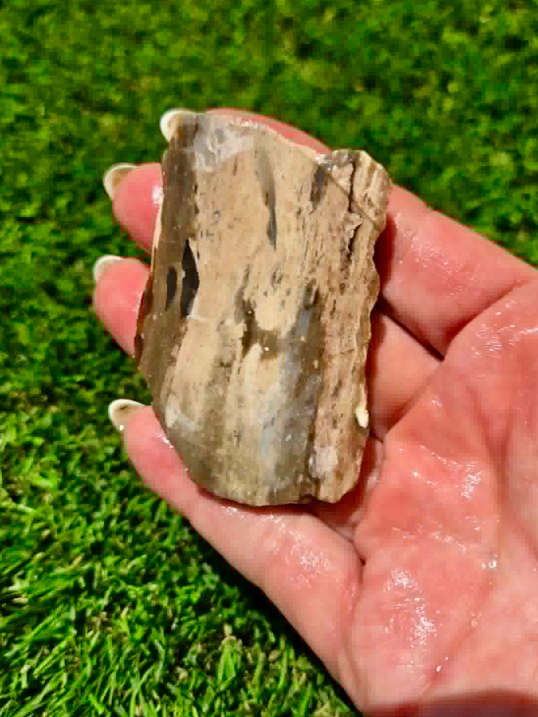 Arizona Petrified Wood I428-430