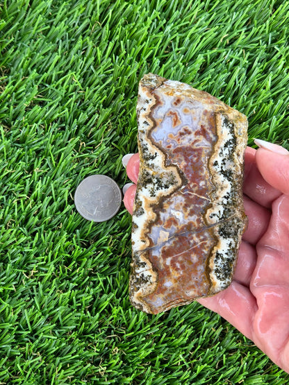 Chihuahua Lace Agate Slabs K530-533