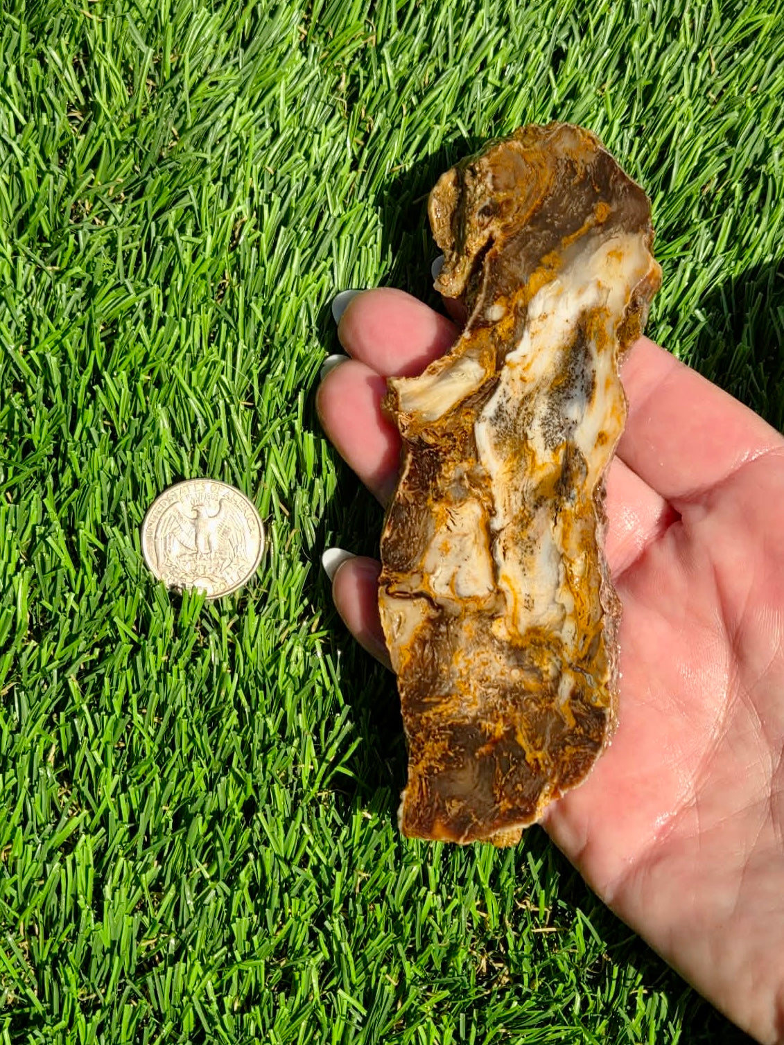 Utah Petrified Wood Slabs J489-491