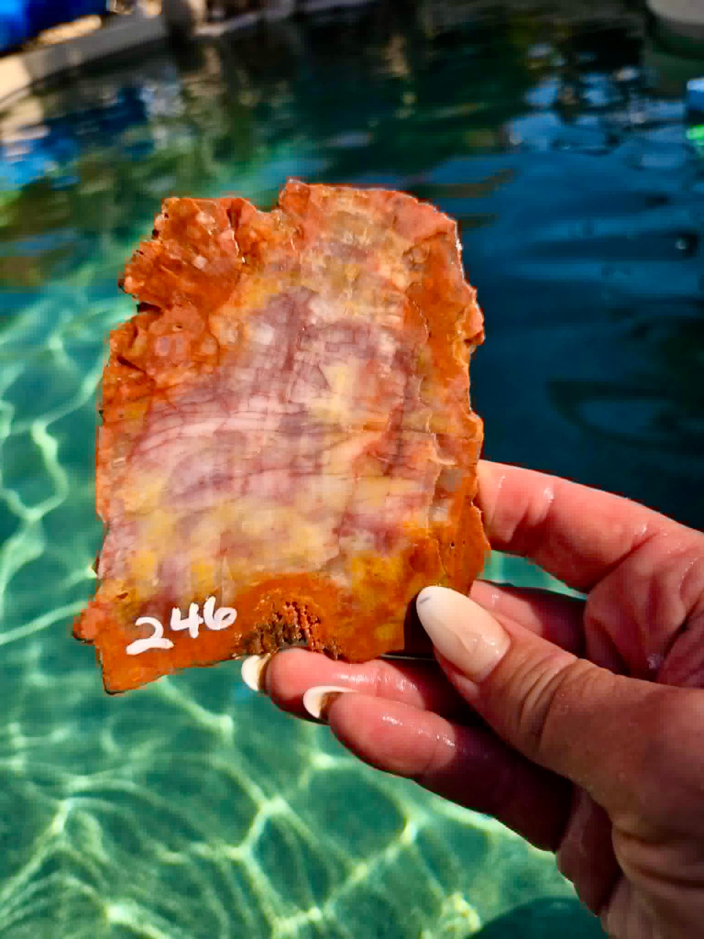 Arizona Rainbow Petrified Wood Slab 244-451