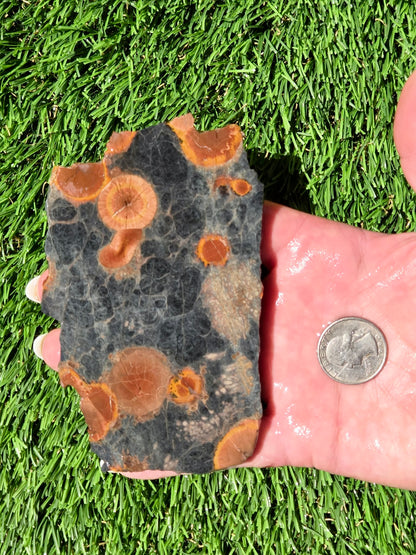 Agatized Fossil Coral Slabs Q824–830