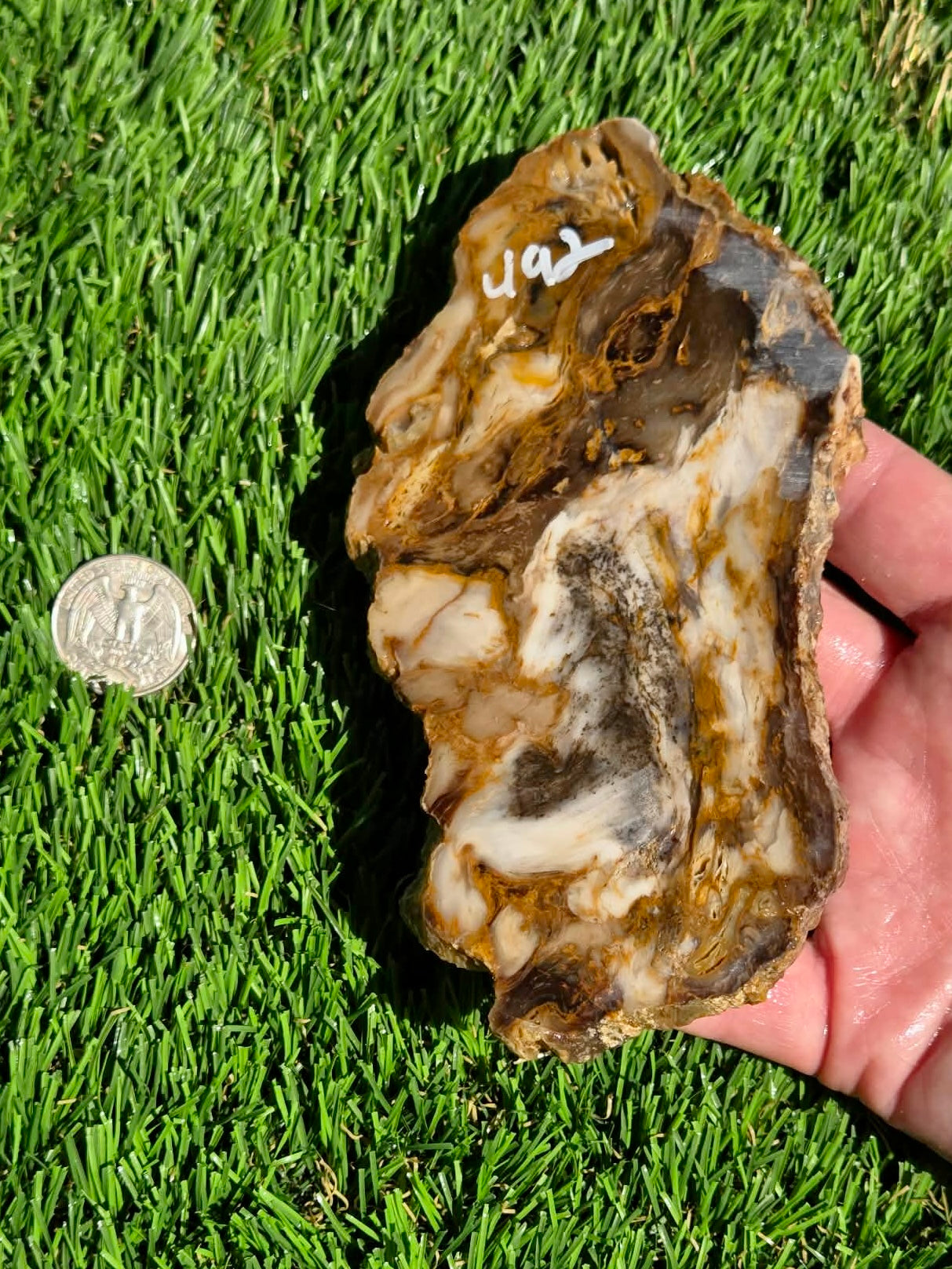 Utah Petrified Wood Slabs J492-494