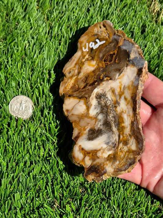 Utah Petrified Wood Slabs J492-494