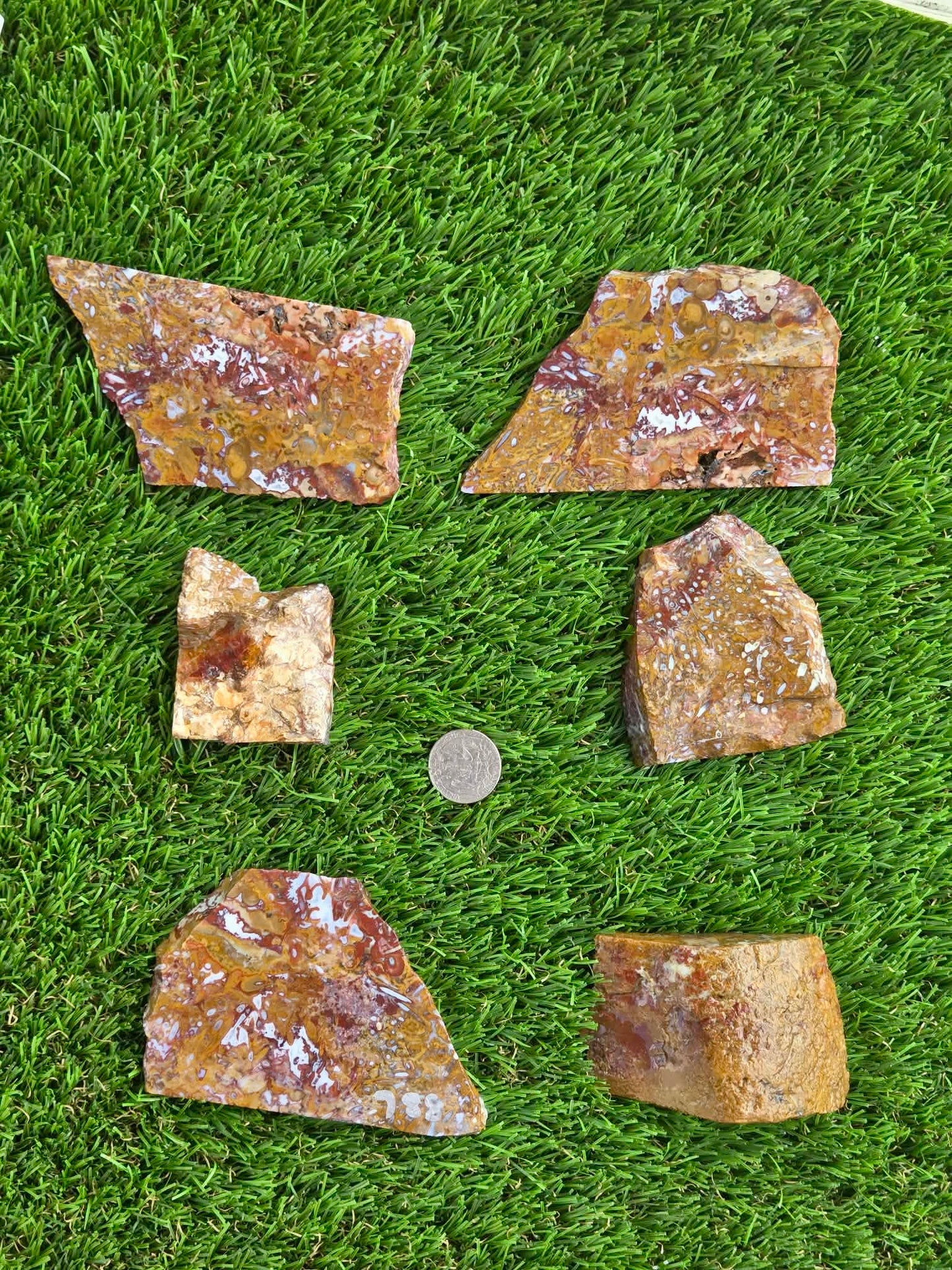 Petrified Palm Wood Slabs O788–793