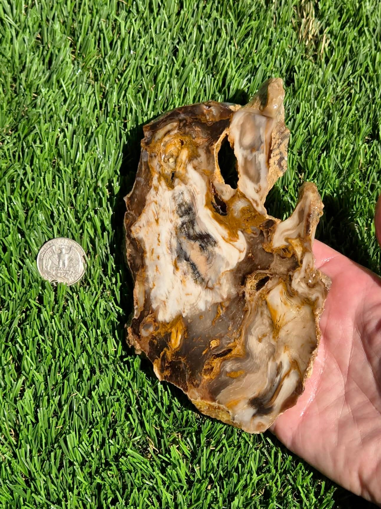 Utah Petrified Wood Slabs J492-494