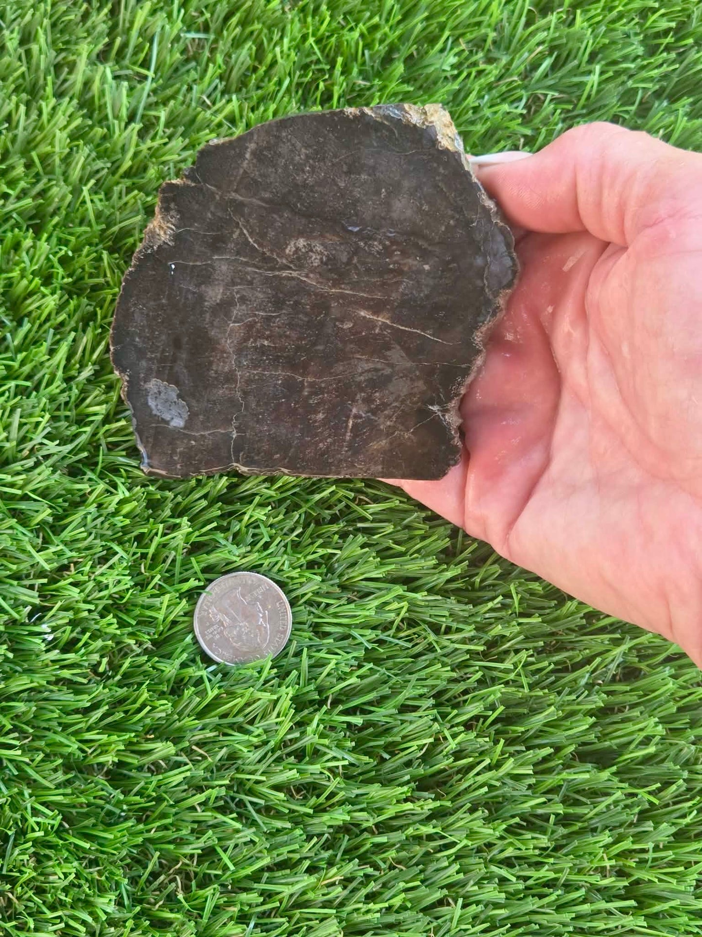 Arizona Petrified Wood Slabs I436-441