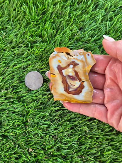 Banded Brecciated Jasper/Agate Slabs L557-562