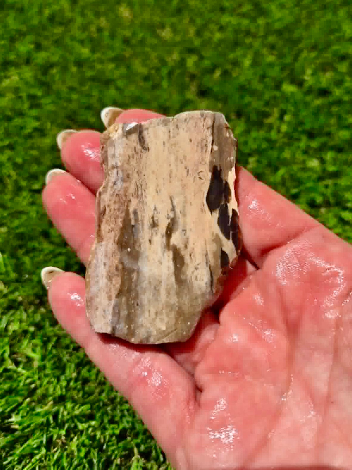 Arizona Petrified Wood I428-430