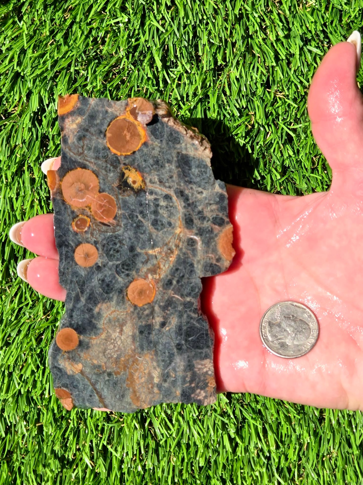Agatized Fossil Coral Slabs Q824–830