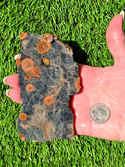 Agatized Fossil Coral Slabs Q824–830