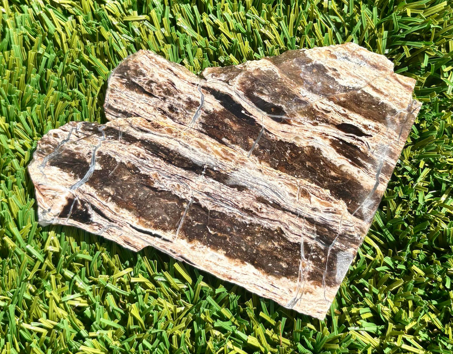 Brown Petrified Wood AZ