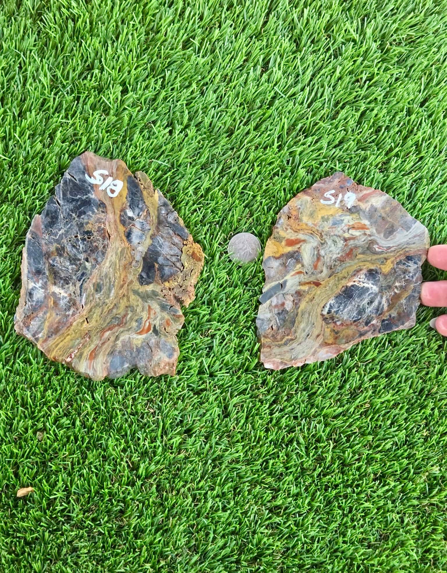 Rainbow Petrified Wood Slabs K518-519