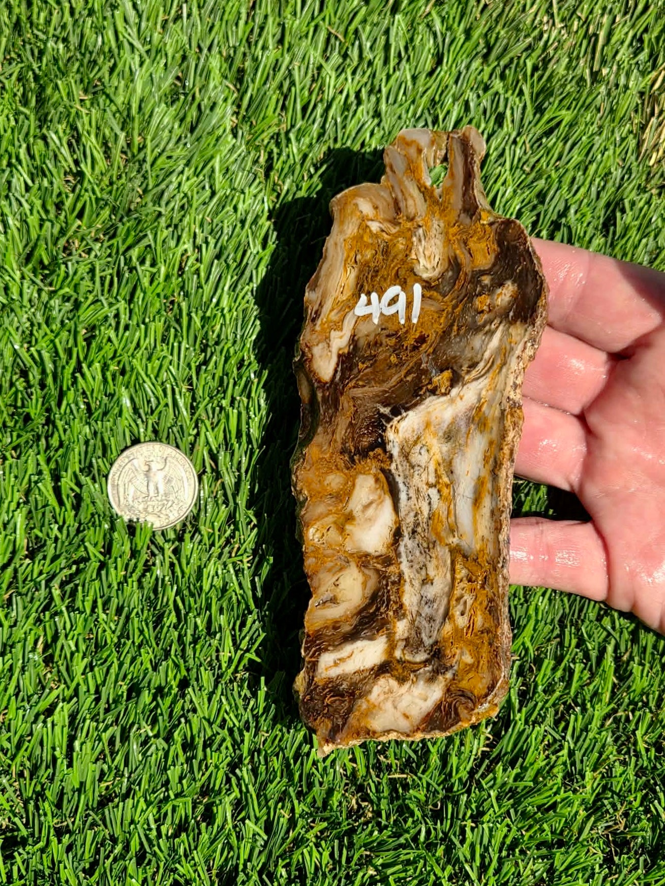 Utah Petrified Wood Slabs J489-491