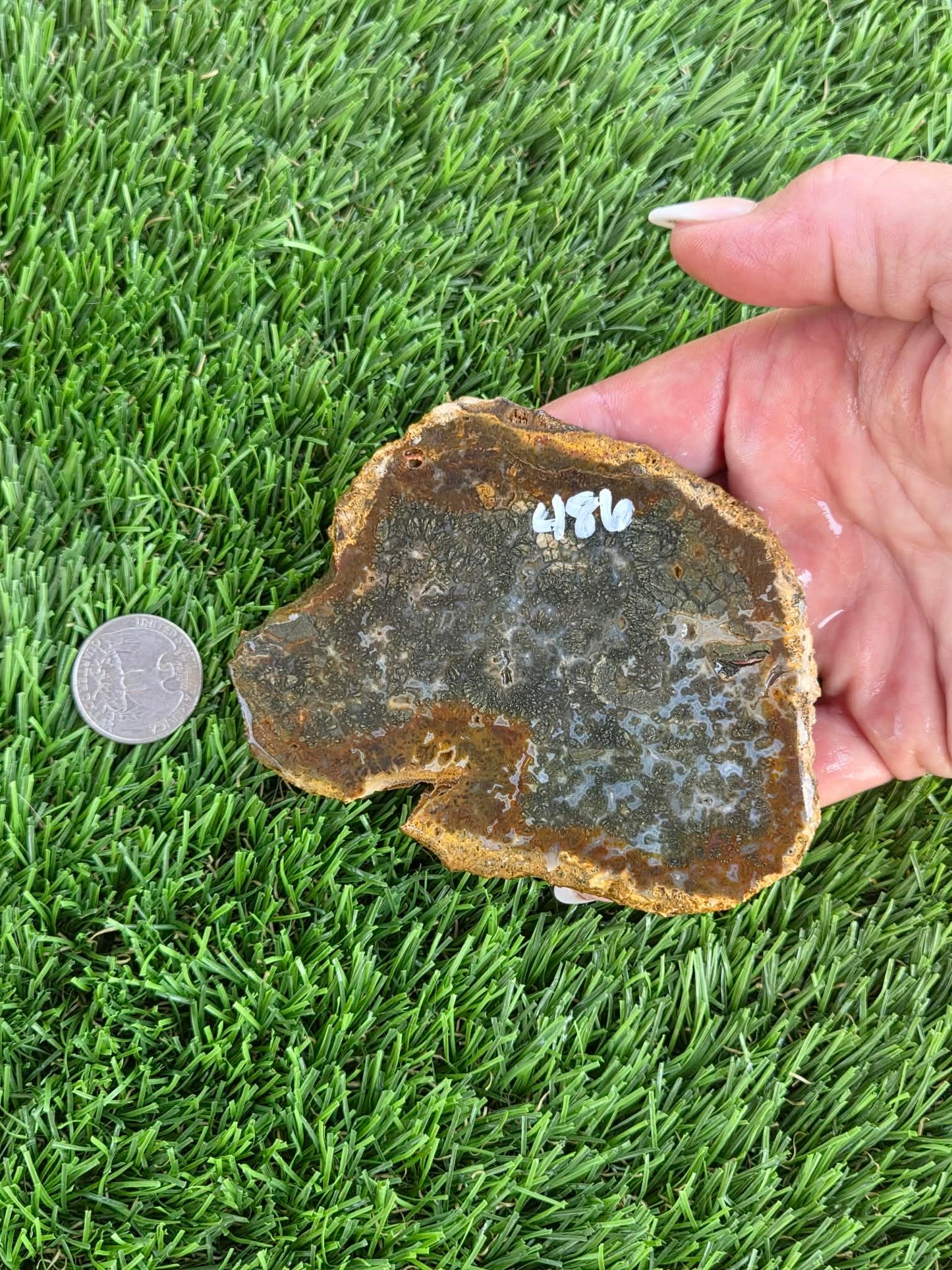 Utah Petrified Wood Slabs J485-488