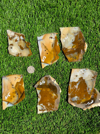 Oregon Polka Dot Jasper Slabs M612-617