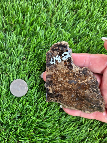 Utah Petrified Wood Slabs J480-484