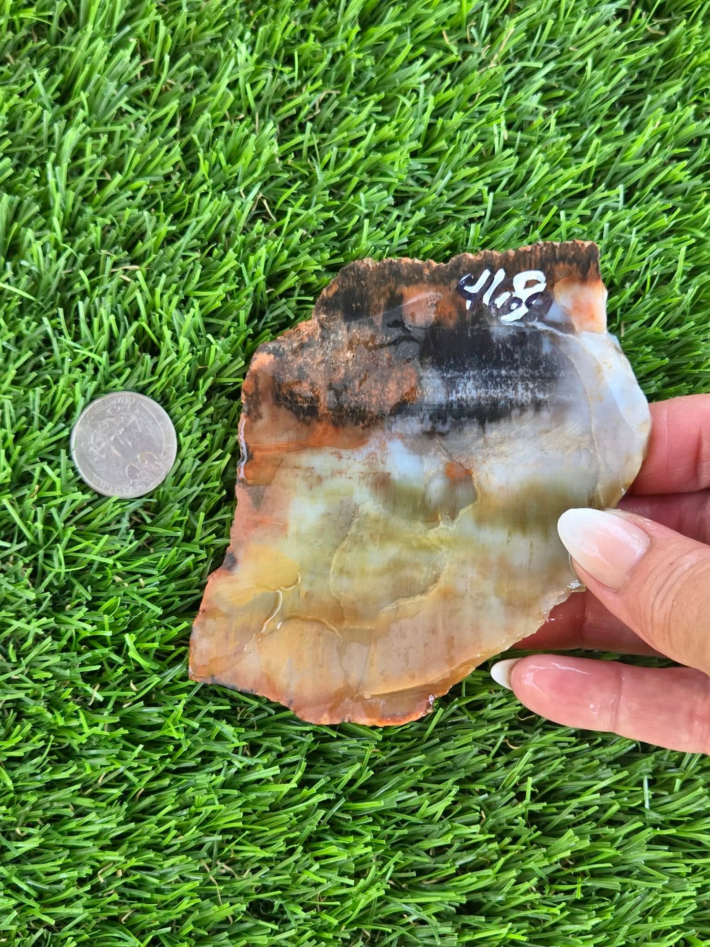 Arizona Rainbow Petrified Wood Slab J463-469