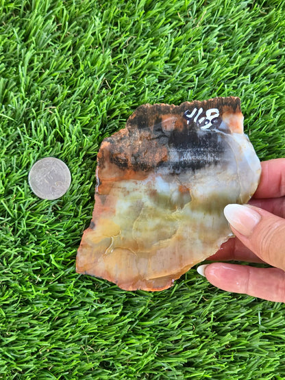 Arizona Rainbow Petrified Wood Slab J463-469