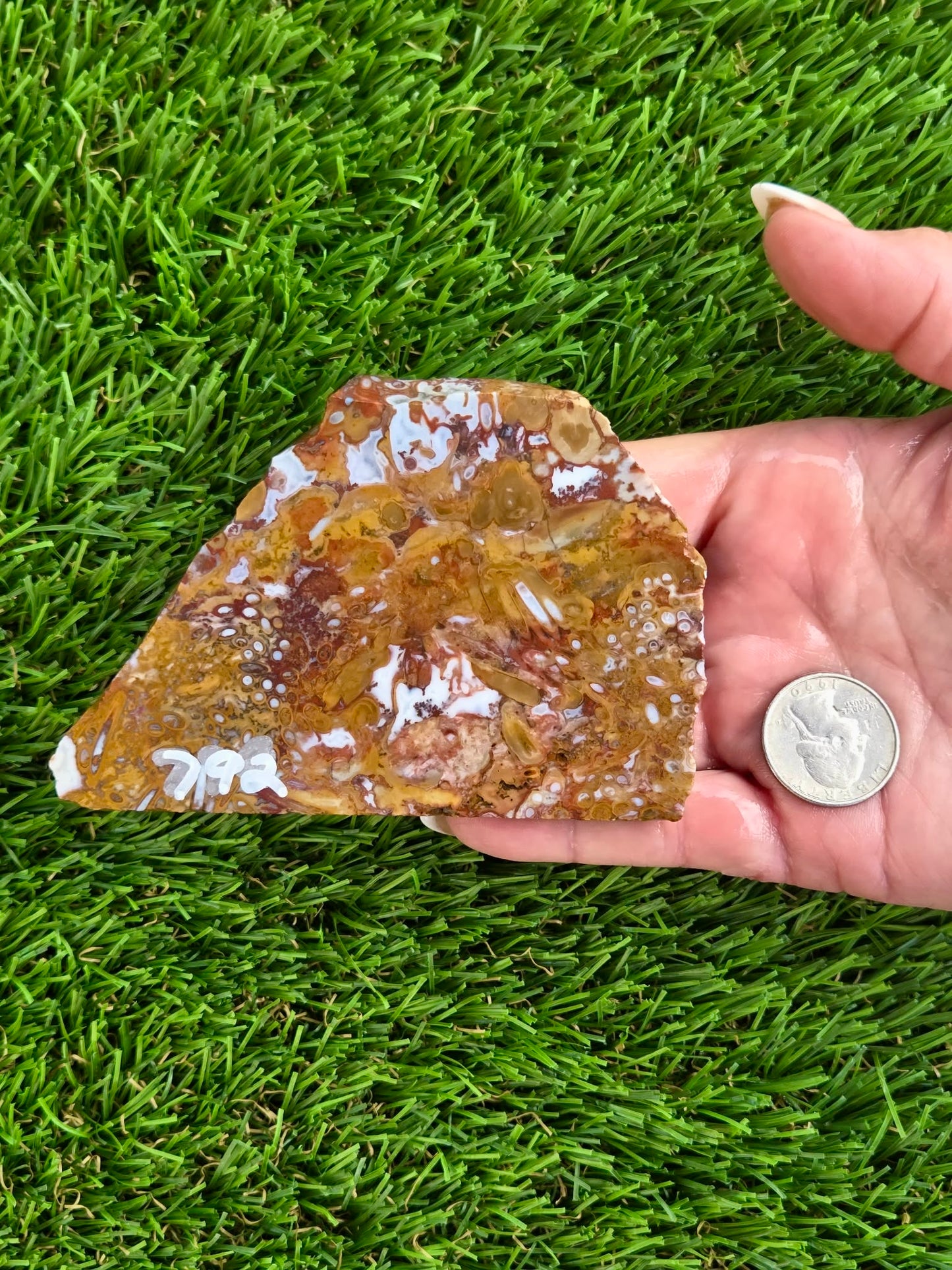 Petrified Palm Wood Slabs O788–793