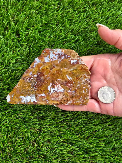 Petrified Palm Wood Slabs O788–793