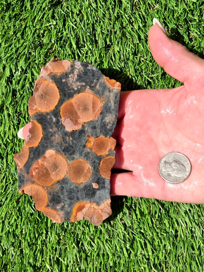 Agatized Fossil Coral Slabs Q824–830