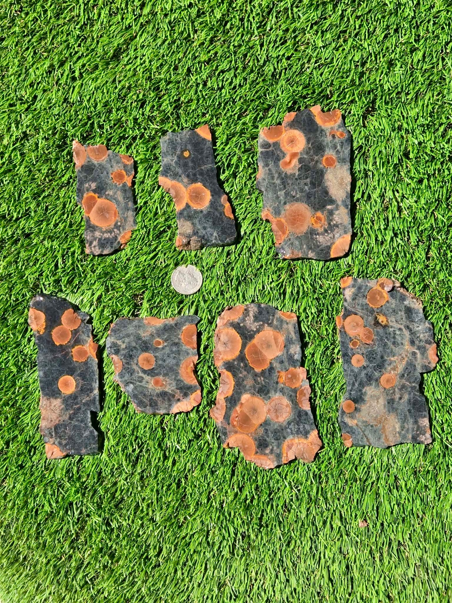 Agatized Fossil Coral Slabs Q824–830