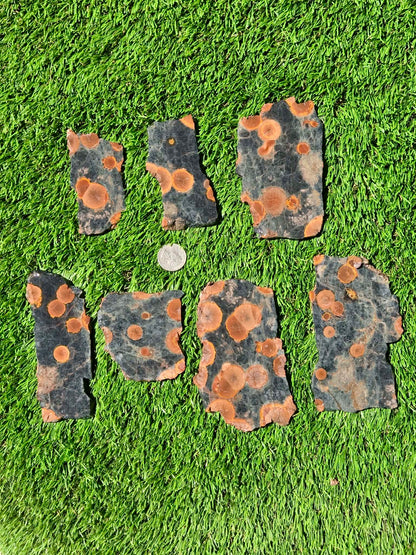 Agatized Fossil Coral Slabs Q824–830